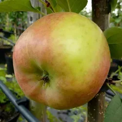 Topaz (S) Winterapfel Zwergbaum Topfballen M9