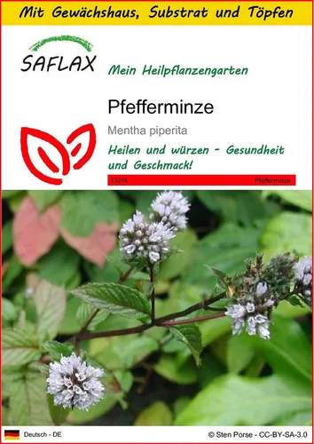 SAFLAX Blumensamen SAFLAX - Anzuchtset - Pfefferminze