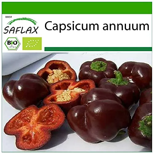 SAFLAX - BIO - Paprika - Sweet Chocolate - 10 Samen - Mit keimfreiem Anzuchtsubstrat - Capsicum annuum
