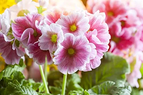 Primula elatior 9x9 cm Topf – Winterhart, Mehrjährig, Pflegeleicht – Wald-Schlüsselblume – Staude für Schattenbeet & Garten