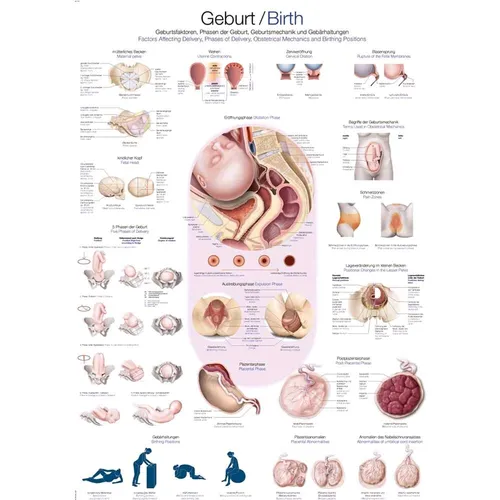 Lehrtafel „Geburt“ Lehrposter Wandtafel Anatomie Poster Kunstdruckpapier 50x70cm