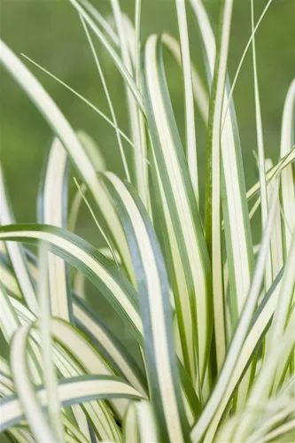 Pflanzen für Dich Gräser Carex oshimensis Evergold, 1 St., Japan-Segge, Gold-Segge, zweifarbig, kompakt