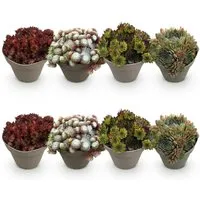 Exotenherz Bodendecker Hauswurz Sempervivum Mix Big Sam 8er Set 14cm Topf