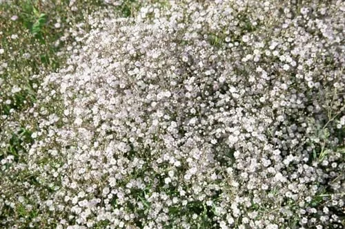 Gypsophila paniculata 'Schneeflocke' 9x9 cm Topf – Winterhart, Mehrjährig, Pflegeleicht – Schleierkraut – Staude für Beet & Schnittblumen