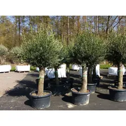 Olivenbaum Olive 