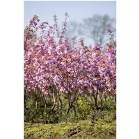 Prunus serrulata 'Kanzan' CAC - Rosa Blütenpracht - Adventskalender mit einer wunderschönen Blütenpracht von Prunus serrulata 'Kanzan', ideal für sonnige, windgeschützte Standorte und nährstoffreiche Böden.