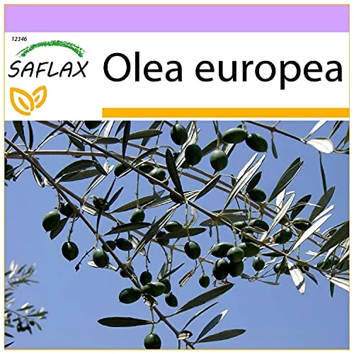 SAFLAX - Ölbaum - 20 Samen - Olea europea
