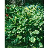 Hosta Sieboldiana Frances Williams - Blaublattfunkie - Stauden mit großen herzförmigen Blättern in sattem Blaugrün und goldgelbem Rand. Ideal für schattige Beete, pflegeleicht und winterhart.