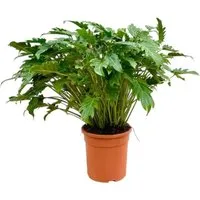Philodendron Xanadu – Exotischer Baumfreund ca. 80 cm - Tropische Strukturpflanze mit elegantem Blattschnitt. Pflegeleicht und robust, ideal für Wohnräume und Büros. Bringt exotisches Flair und verbessert das Raumklima.