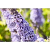 Buddleja Davidii Schmetterlingsstrauch Gulliver 40-60 cm