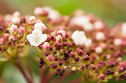 Produktbild Viburnum tinus 'Purpurea'