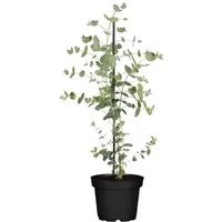Eucalyptus Silver Dollar Silber-Eukalyptus 40–60 cm