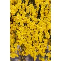 Cytisus Scoparius Besenginster 'Golden Sunlight' 40-60 cm