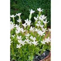 Gentiana asclepiadea 'Alba', Weißer Schwalbenwurz-Enzian - Pflanzensamen, beeindruckt mit eleganten, reinweißen Blüten von Juli bis September und ist ideal für naturnahe Gärten.