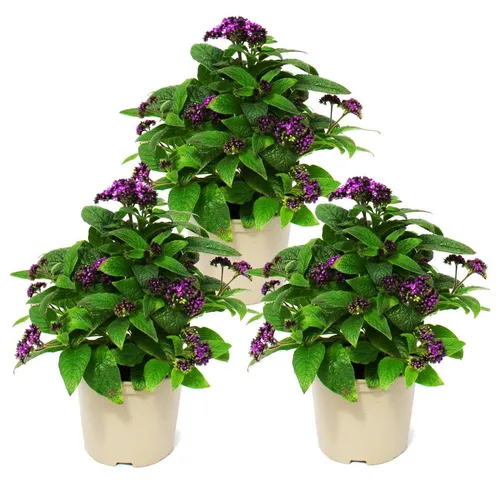 Exotenherz Beetpflanze Vanilleblume - Heliotropium - 11cm - Set mit 3 Pflanzen