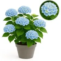 Hortensia Hydrangea Magical Revolution Blue – Blütenpracht im 23cm Topf - Die Hydrangea Magical Revolution Blue begeistert mit 7-12 üppigen Blüten in verschiedenen Farbnuancen. Ideal für Garten und Terrasse, bringt sie lebendige Farben und harmoniert perfekt mit anderen Pflanzen.