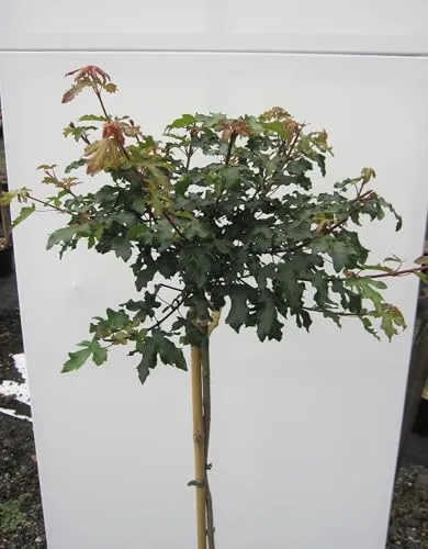 Hochstamm Kugel-Feldahorn Nanum von Baumschule