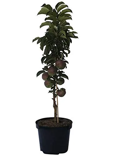 Säulenapfel Rondo (S) robuster knackiger Winterapfel 80-120 cm im 7,5 Liter Topf Unterlage: M7