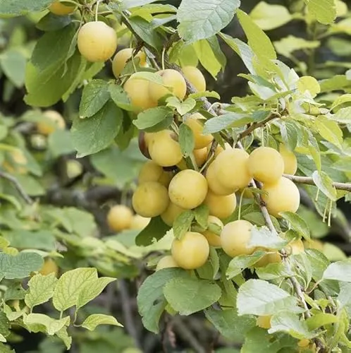 Mirabelle von Metz, kleinbleibend, 120-140cm im 10Liter Topf - Obstbaum, ertragreiche Mirabellensorte mit aromatischen Früchten, ideal für Marmelade und Likör, wächst bis 3m und benötigt sonnigen Standort.