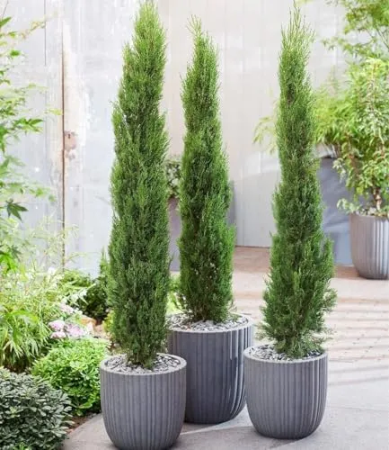 BALDUR Garten Säulen-Zypressen 5er Set - Echte Toskana Säulen-Zypressen im 9x9 cm Topf, ideal für sonnige bis halbschattige Standorte. Pflegeleicht, winterhart und mit geringem Wasserbedarf – perfekt für jeden Garten!