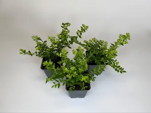Stück, Topf 9cm, Bodendecker Lonicera nitida Maigrün 50