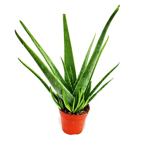 Exotenherz Sukkulente Aloe Vera - 15cm Topf, ca. 4-5 Jahre alt - Aloe Vera, die beliebte Zierpflanze für Ihr Zuhause. Pflegeleicht und ideal für helle Standorte. Ihr feuchtigkeitsspendendes Gel sorgt für eine schnelle Aufnahme in die Haut.
