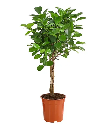 Dehner Lorbeer-Feige Moclame - Pflegeleichte Zimmerpflanze mit gedrehtem Stamm - Zimmerpflanze, 50-60 cm hoch, ideal für helle bis halbschattige Standorte. Robuste und pflegeleichte Pflanze, die jedem Raum einen besonderen Akzent verleiht.