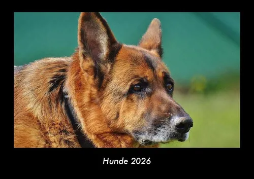 Hunde 2026 Fotokalender DIN A3 Tobias Becker
