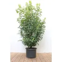 Prunus lusitanica 'Angustifolia' 125-150 cm