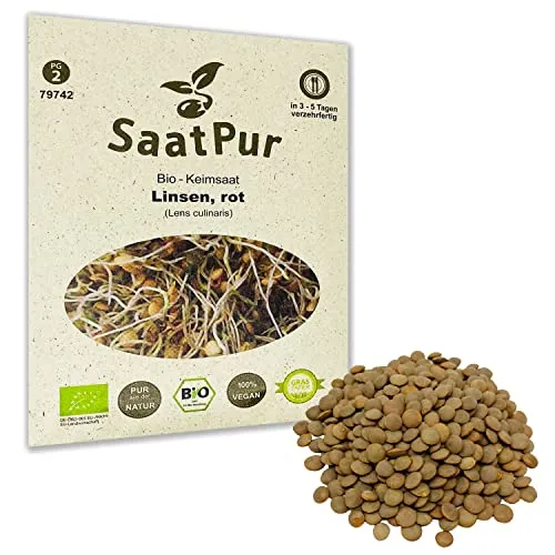 Rote Linsen BIO Keimsprossen von SaatPur - Linsen Rot Sprossen Keimsaat, Microgreen - 75g