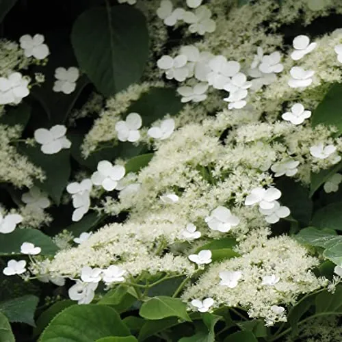 Kletternde Hortensie 1L