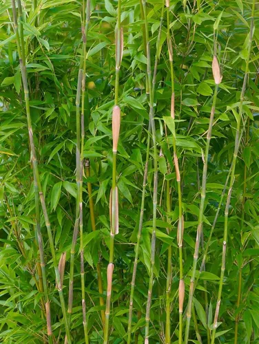 Pflanzen für Dich Hecken Fargesia denudata, 1 St., Schirmbambus, Gartenbambus, dichtwachsend, winterhart