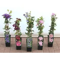 Clematis Viticella Mikelite Italienische Waldrebe 40–60 cm Violett