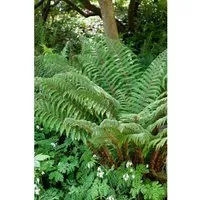 Polystichum Polyblepharum Glanz-Schildfarn Ca. 9x9 cm Topf