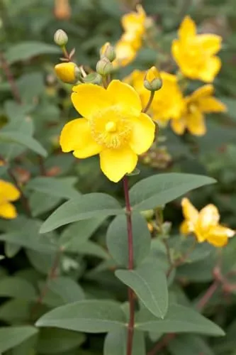 Johanniskraut Hypericum moserianum 20-30 cm winterhart