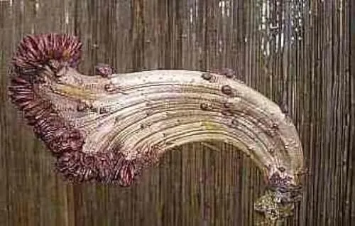 Aesculus hippocastanum Monstrosa von Baumschule