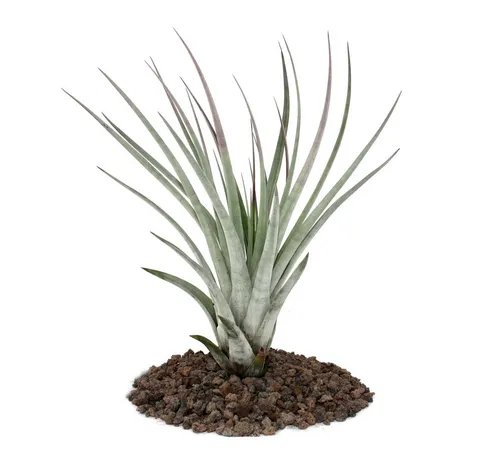 Exotenherz Zimmerpflanze Tillandsia fasciculata - lose Pflanze - groß
