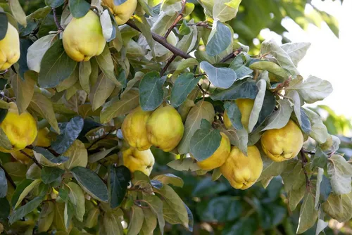 Pflanzen für Dich Obstpflanze Zwergobst Birnenquitte - Kompakte Obstpflanze für Terrassen, ideal für sonnige Standorte. Mit 40 cm Stammhöhe und buschigem Wuchs, sorgt sie für eine schöne Blüte und schmackhafte Früchte.