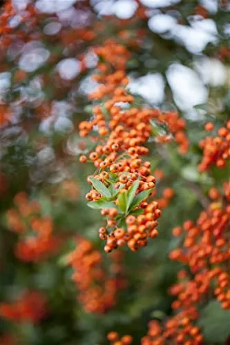 Pyracantha 'Teton', Feuerdorn mit orange Beeren - Blumen & Stauden – Immergrüner Feuerdorn mit leuchtend orangefarbenen Beeren, ideal für Hecken und Kübelpflanzen, robust und pflegeleicht.