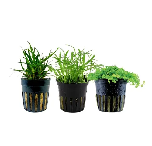 Aquaone Wasserpflanze Pflanzen Set mit 3 Vordergrund Wasserpflanzen Nr.226