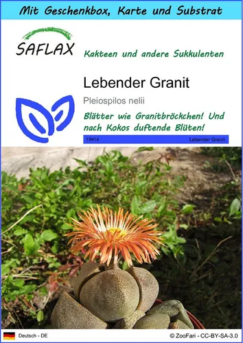 SAFLAX Blumensamen SAFLAX - Geschenkset - Lebender Granit