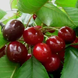 Stella Compact Zwerg Süßkirsche von Grüner Garten Shop