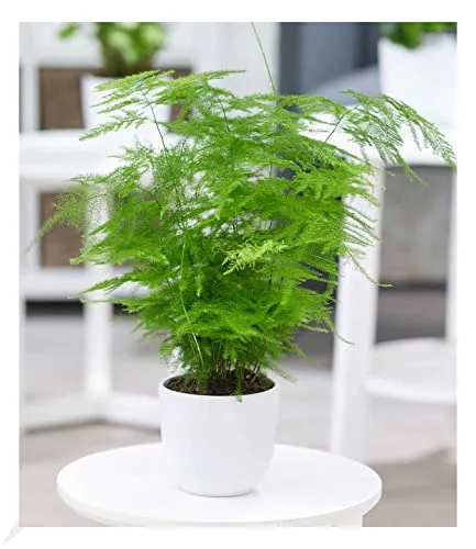 BALDUR-Garten Pflanzen von BALDUR-Garten