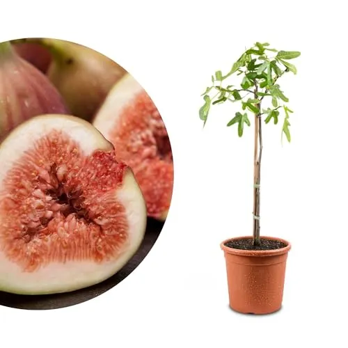 Meine Orangerie - Winterharter Feigenbaum - Echte Feige - Ficus Carica - Bornholmfeige - winterharte Feige in Gärtnerqualität - Fig tree - Feigenbaum selbstbefruchtend