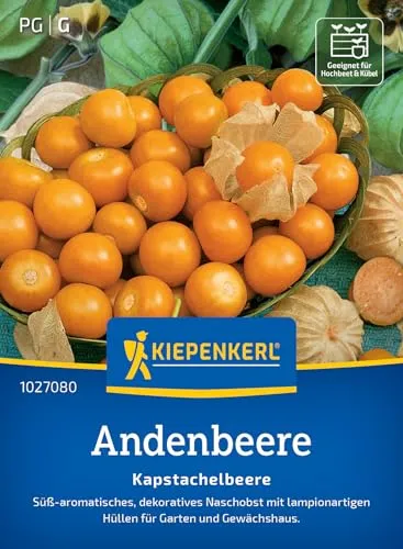 Kiepenkerl Andenbeerensamen Kapstachelbeere 1027080 – süß- aromatisch - dekoratives Naschobst - lampionartige Hüllen - Saatgut, Samen Gemüse, Pflanzensamen