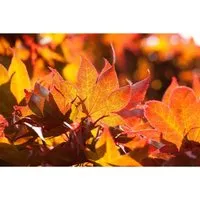 Acer palmatum Fireglow