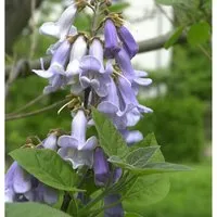 Blauglockenbaum 100-125cm - Paulownia tomentosa von Baumschule