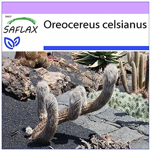 SAFLAX - Kakteen - Alter Mann der Anden - 40 Samen - Oreocereus celsianus