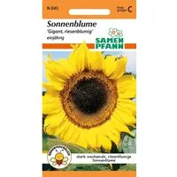 SAMEN PFANN Sonnenblume Gigant