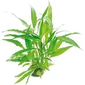 Produktbild: Dennerle Plants Aquariumpflanze Hygrophila Corymbosa Thailand